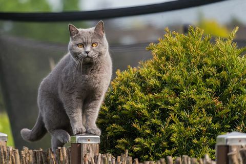 красивая британская короткошерстная кошка стоит на столбе садового забора