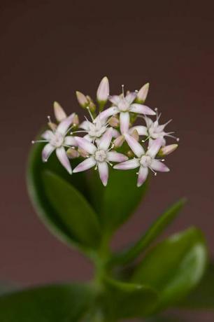 crassula ovata с цветами, известными как нефритовое растение, дерево дружбы, счастливое растение или денежное дерево