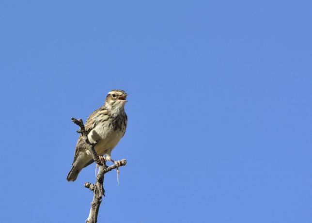 Жаворонок (Lullula arborea) на ветке