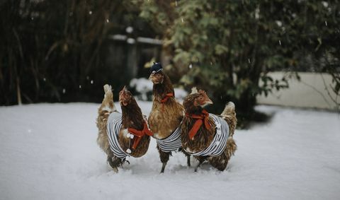 три настоящие курицы, одетые во французские костюмы