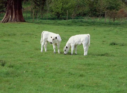 Dinefwr White Park телят © National Trust Images Эндрю Батлер