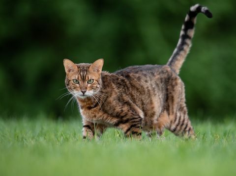 Портрет кота, стоящего на травянистом поле