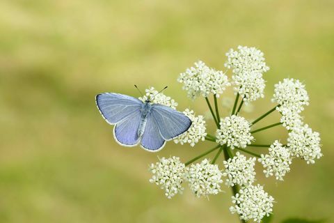 Holly Blue_Iain H Leach, Сохранение бабочки