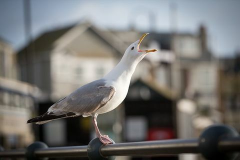 Чайка пронзительно кричит на перилах у моря