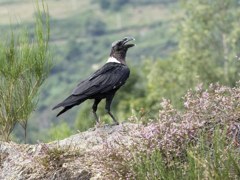 Ворон с белым шеей (Corvus albicollis), расположенный на скале