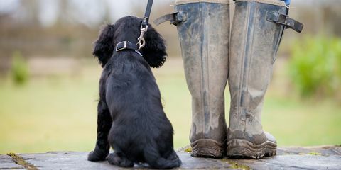 щенок кренится в Welly