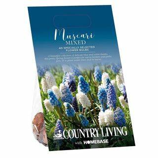 Луковицы смешанных цветов Country Living Muscari