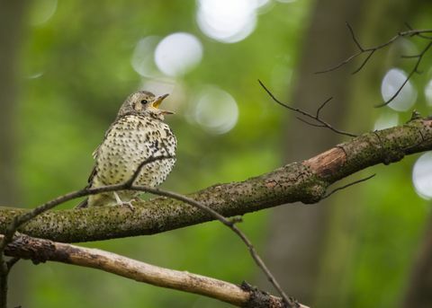 Певчий дрозд (Turdus philomelos)