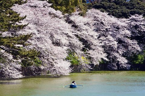 Гребля вдоль выстланных вишневым цветом Chidorigafuchi.